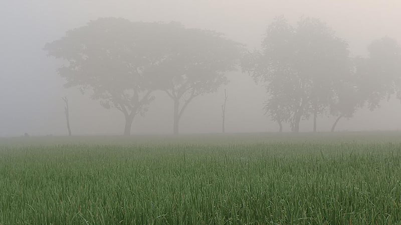 দিনাজপুরে ঘন কুয়াশা ও শীত, সূর্যের দেখা নেই